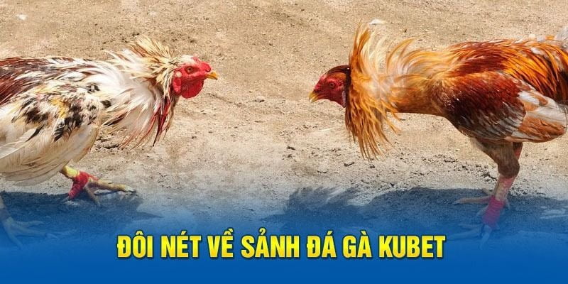 Đá gà KUBET đảm bảo trải nghiệm an toàn trong mơ